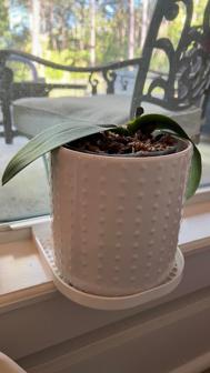 Window Plant Holder 3D Printer Model