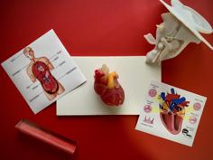 Human Heart 3D Printer Model