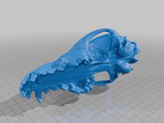 Juvenile Coyote Skull 3D Printer Model