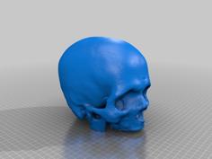 Cleaned Skull 3D Printer Model