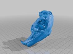 European Rabbit Skull 3D Printer Model