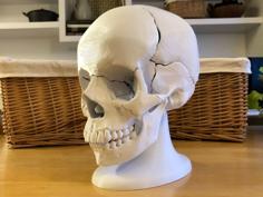 Full Size Anatomically-Correct 18-Piece Magnetic Human Skull Model 3D Printer Model