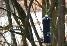 Vogelfutterhäuschen / Bird Feeder 3D Printer Model