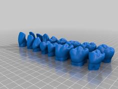 Adult Teeth Models For Learning Tooth Morphology 3D Printer Model