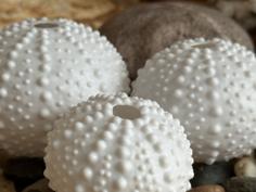 Sea Urchin Shell 3D Printer Model