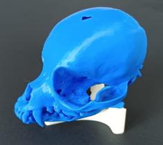 Dog Skull (Chihuahua) From Scan 3D Printer Model