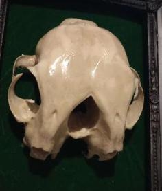 Conjoined Cat Skull 3D Printer Model