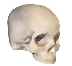 Homo Sapien Skull 3D Printer Model