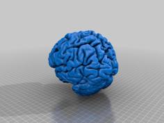 Human Brain From MRI 3D Printer Model