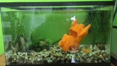 Fishtank Crashed Rocket Ship 3D Printer Model