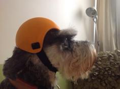 Dog Helmet / Casco Para Perro 3D Printer Model