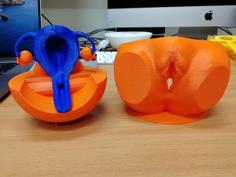 Female Reproductive System 3D Printer Model