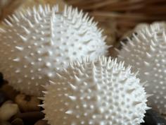 Sea Urchin Shell (Spiky) 3D Printer Model