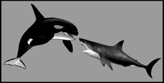 Orca VS Great White 3D Printer Model