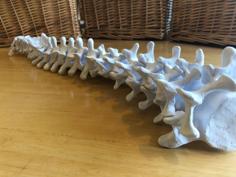 Full-sized Anatomically Correct Articulating Spine 3D Printer Model