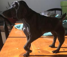 German Shorthair Pointer GSP 3D Printer Model