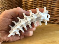 Mini Articulating Spine Keychain 3D Printer Model