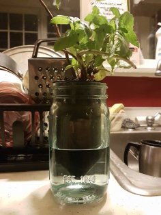 Mason Jar Plant Potter – Self Watering Planter DONT USE. FLAWED CONCEPT 3D Printer Model