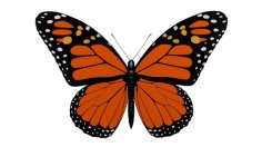 Monarch Butterfly 3D Printer Model