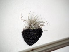 Voronoi Air Plant Holder For Refrigerator 3D Printer Model