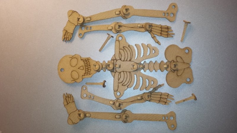 Laser Cut Articulated Skeleton