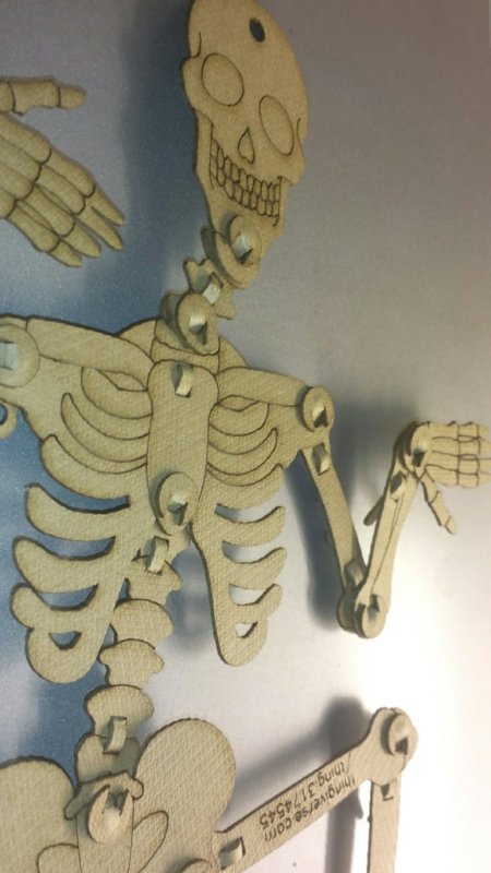 Laser Cut Articulated Skeleton