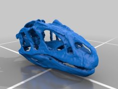 Updated Allosaurus Skull And Erlikosaurus Skull 3D Printer Model