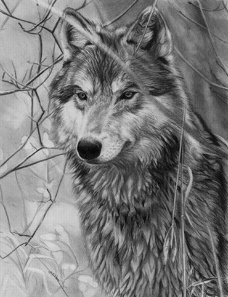 Lasergravierbares Halbtonbild Wolf