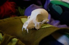 Bitey The Dog Skull 3D Printer Model