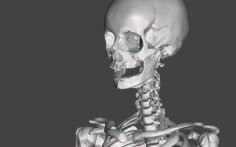 Human Skeleton 3D Printer Model