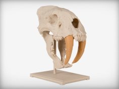 Saber-Toothed Cat Skull 3D Printer Model