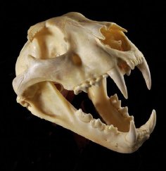 Leopard Skull 3D Printer Model