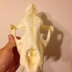 Lion Skull 3D Printer Model