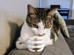 Kitty Hands 3D Printer Model