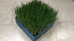 Cat Grass Planter 3D Printer Model