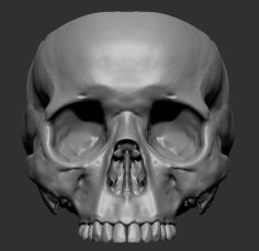 Skull Pot 3D Printer Model