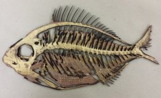 Laser Cut Decaying Fish Wall Decor Free Vector