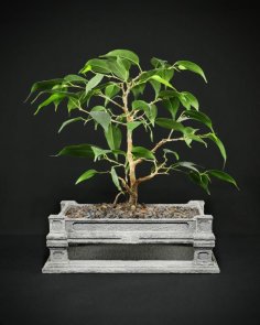 Vietnamese Bonsai Planter 3D Printer Model