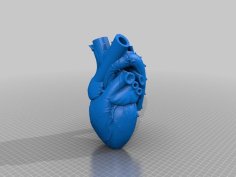 Anatomical Heart Vase – Stand Alone 3D Printer Model