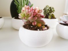 Mini Succulent Planter Bonsai Style 3D Printer Model