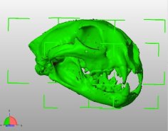 Fully Printable Cougar Skull 3D Printer Model