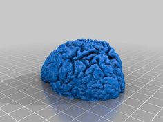 Brain Bottle Opener 3D Printer Model