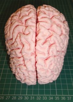 Human Brain 3D Printer Model