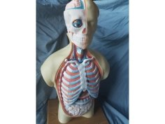 Human Torso Anatomy Model 3D Printer Model