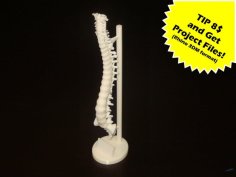 Human Spine With Exposure Stand 3D Printer Model