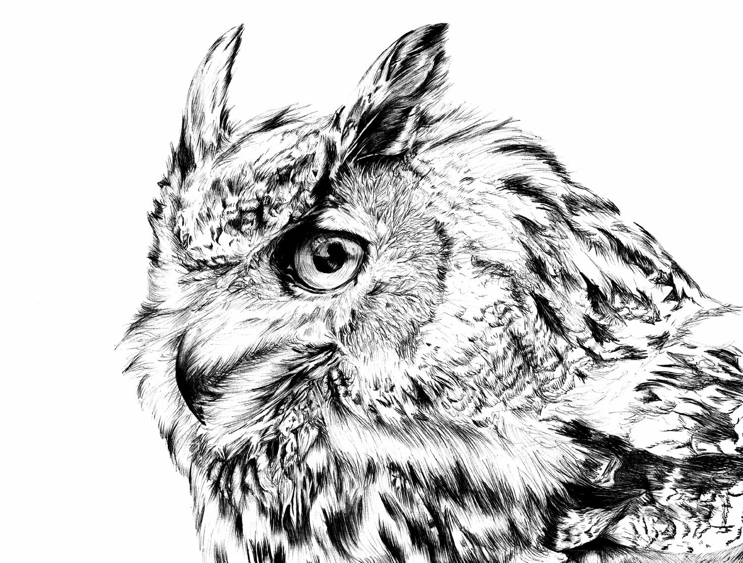Gabarit de gravure au laser Eagle Owl