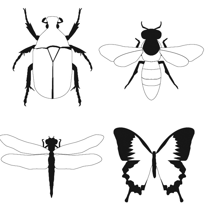Bug Fly Butterfly DXF-Datei
