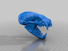 American Badger Skull 3D Printer Model