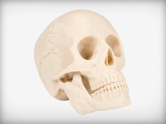 Human Skull 3D Printer Model