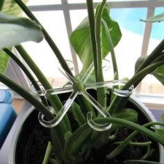 Laser Cut Plant Stem Support Clips Clear Acrylic Plant Holders